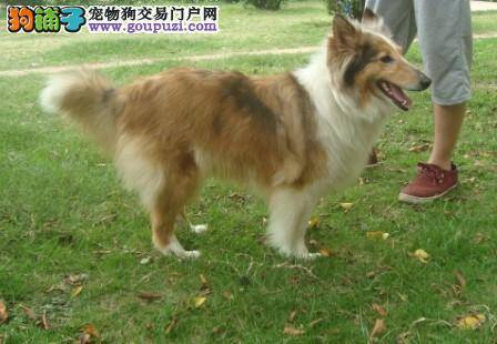 饲养喜乐蒂犬首先需要注意的事项有哪些