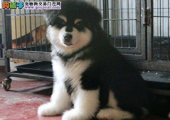 喂养阿拉斯加雪橇犬幼崽需要注意哪些事项