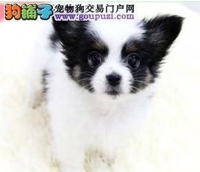 爱干净的蝴蝶犬为何会吃便便呢