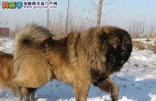 详细介绍高加索犬易患的细小病