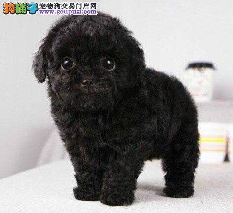 如何正确的对待刚到家的贵宾犬