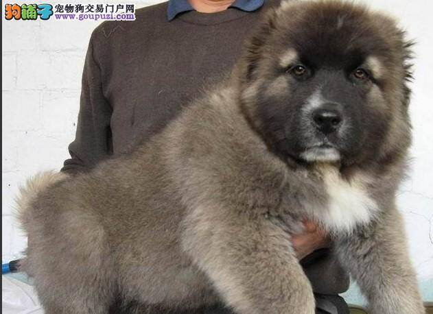 健康医疗之高加索犬感冒的症状以及医治方法