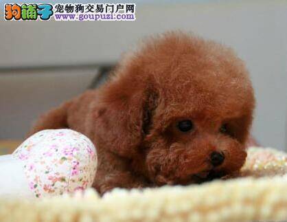 泰迪犬小声哼哼是表达什么意思