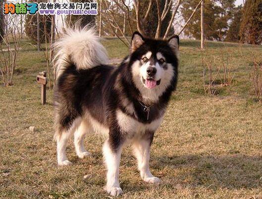 训练好处多 阿拉斯加犬要接受哪些初级训练