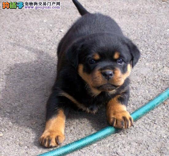 罗威纳幼犬的日常健康饮食要怎样安排