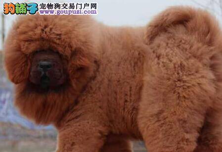 我家藏獒特别能拉臭臭是消化功能好吗
