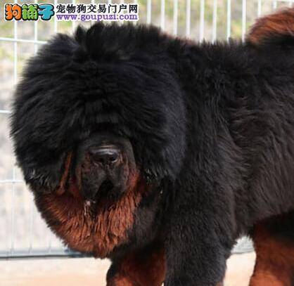 藏獒狗狗拉了一条蛔虫 我该怎么办呢