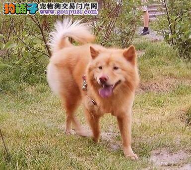 秋田犬在生活中必备的基本营养品是什么