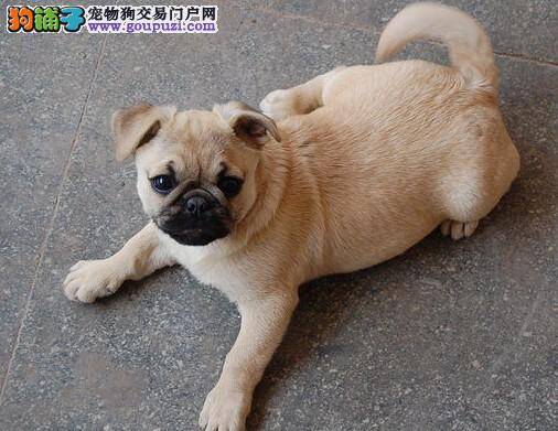 七招帮助你训练巴哥犬安静下来