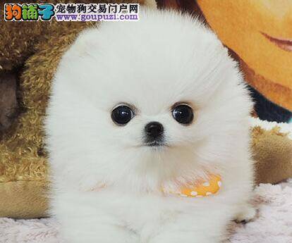 健康新喂法 如何给博美犬准备营养丰富的食物