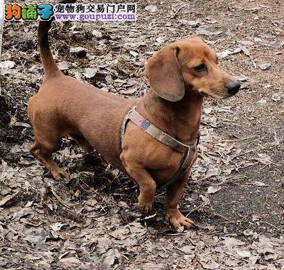 爱狗宝典 肥胖腊肠犬的相应减肥措施