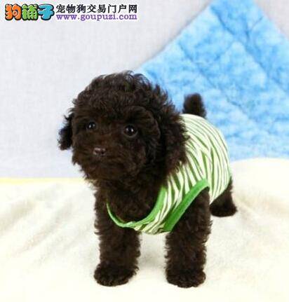 如何培养出训练有素的泰迪犬