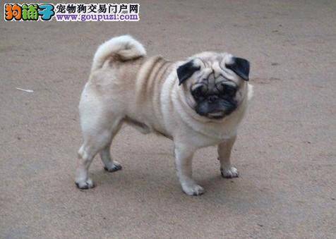 足尖的健康 给巴哥犬经常修剪指甲更健康