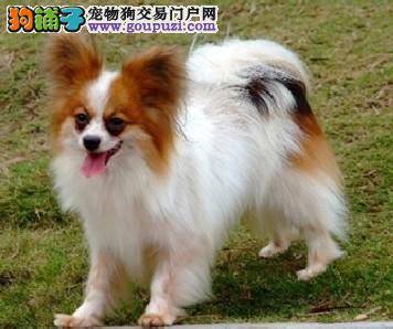 蝴蝶犬生了虱子或跳蚤会传染给人吗