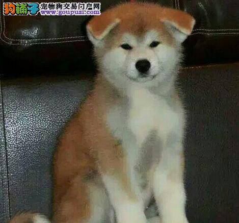 如何让秋田犬真正的习惯戴颈圈