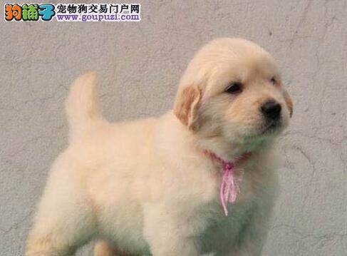 到底能不能给金毛犬喝酸奶呢