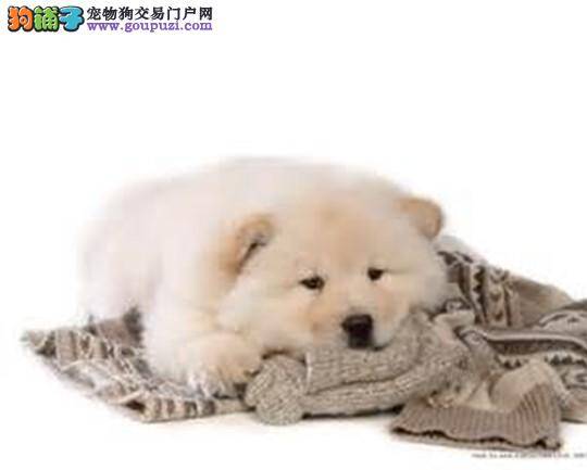 假冒狗狗疫苗有风险 给松狮犬选择正规疫苗很重要