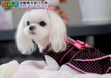 生活小管家告诉你如何让马尔济斯犬乖乖在家