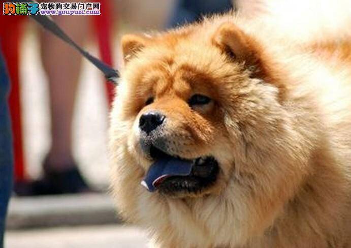 松狮犬外出运动期间须做好哪些准备