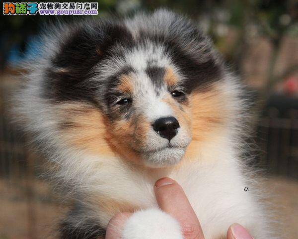 喜乐蒂犬走路外八字是受伤了还是缺钙