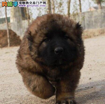 在自家小区遛高加索犬要注意的四件事情