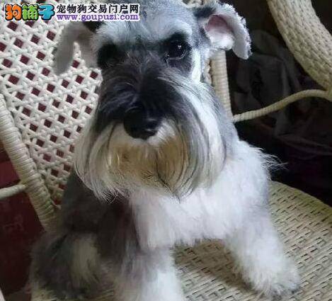 养犬护理 正确饲养护理雪纳瑞的方法