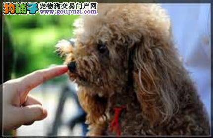 交流无障碍 与陌生贵宾犬相处的三个要诀