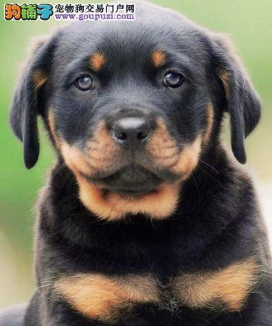 运动更健康 让罗威纳犬进行合理的运动