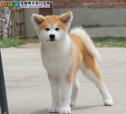 饲养秋田犬最基本的3个要求