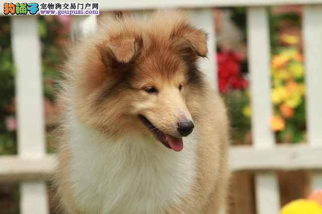 怎么训练苏格兰牧羊犬改掉扑人的坏习惯