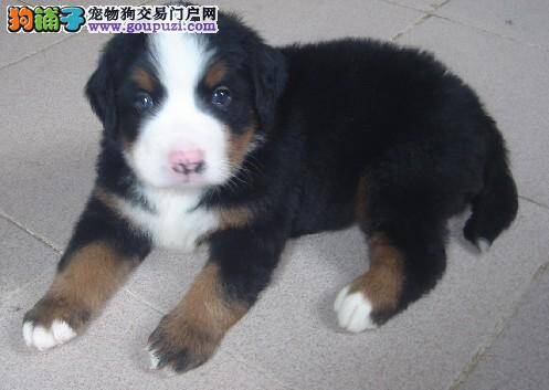 对伯恩山犬做最经典的检查之婚检