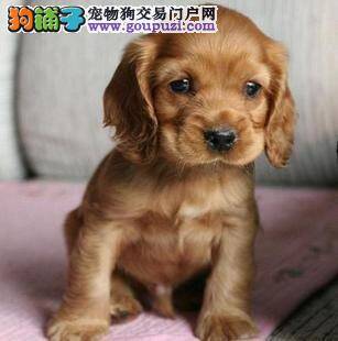 可卡犬冬季美容方法最重要