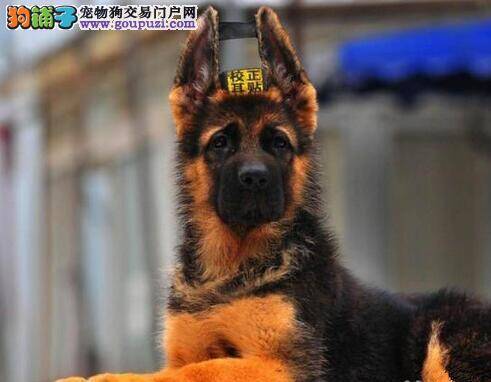 德国牧羊犬为什么不喜欢被关在笼子里