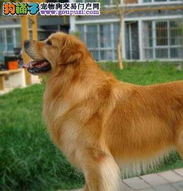 饲养金毛犬时使用笼子的方法