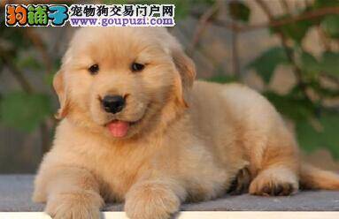 金毛犬大便带血的3个主要原因