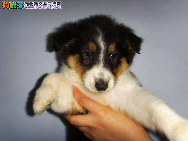 打造美丽 怎样让苏格兰牧羊犬保持完美体型
