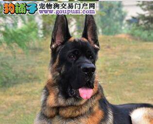 请勿让德国牧羊犬经常爬楼梯