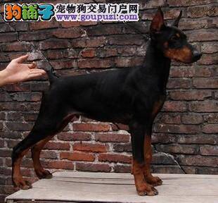 细心呵护杜宾犬使它健康成长