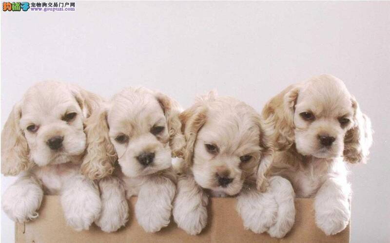 如何巧妙给可卡犬合理搭配狗粮