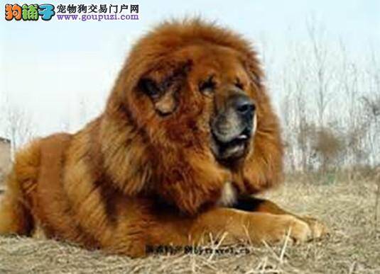狗狗喂养新方法 藏獒每天喂几次最合适