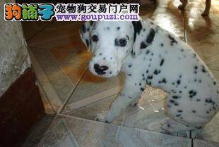 如何解决斑点狗不爱吃狗粮的问题