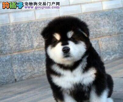 阿拉斯加犬只吃肉不吃狗粮怎么办
