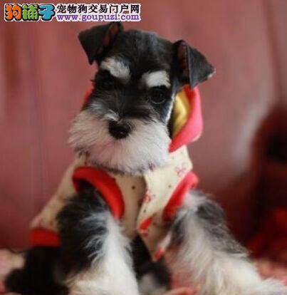 给雪纳瑞吃肉不一定会保证它的身体健康