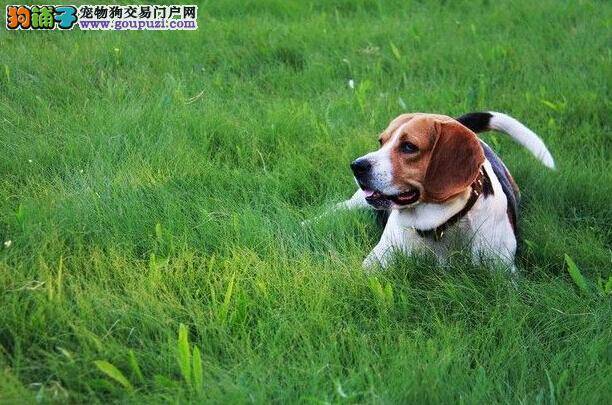 主人必备全书 比格犬肠胃出现寄生虫的症状及驱虫方法