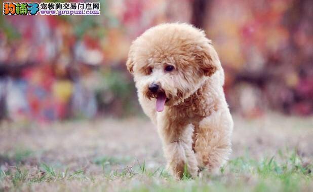 饮食讲究 喂养泰迪犬的时候需要注意什么