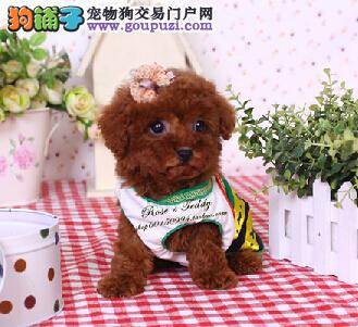 新手如何能够养好贵宾犬