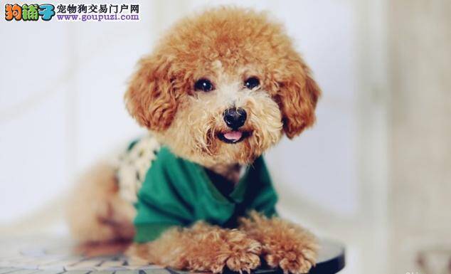 外出溜宠不可少 泰迪犬的防护工作也要做好