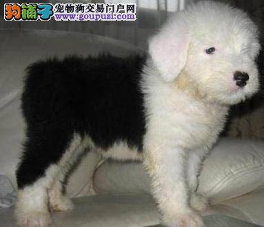 古代牧羊犬的口腔同样影响着其身体的健康