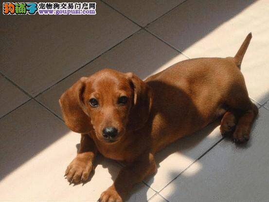 腊肠犬能记住多少简单的语句