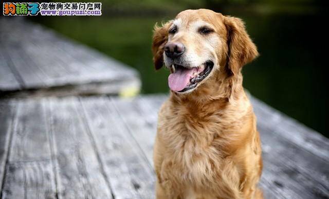 怎样改掉金毛犬被宠出来的坏毛病